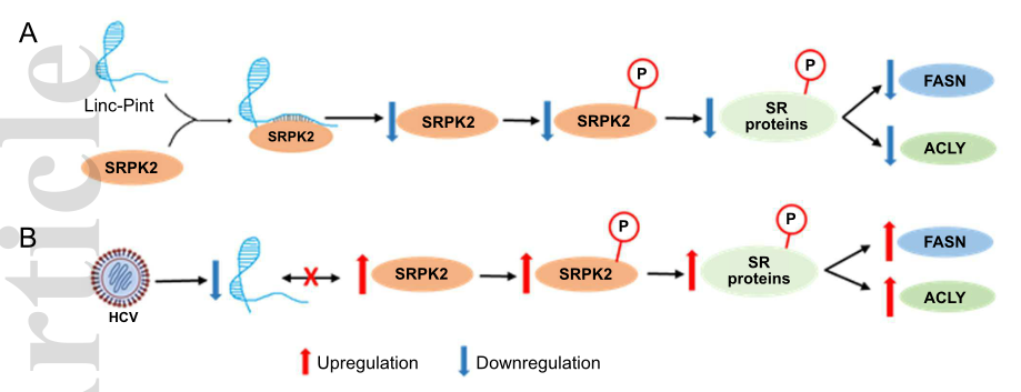 HCV感染通過抑制lncRNA Linc-Pint來促進(jìn)脂肪生成.png HCV感染通過抑制lncRNA Linc-Pint來促進(jìn)脂肪生成.png