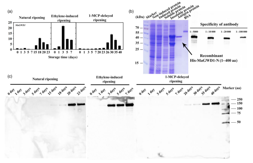 iTRAQ蛋白質(zhì)組學(xué)分析、itraq實驗服務(wù)、iTRAQ技術(shù)