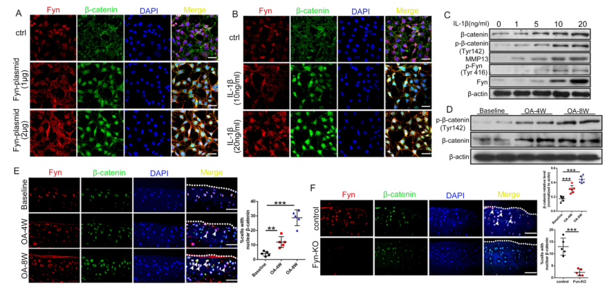 iTRAQ蛋白質(zhì)組學(xué)分析、itraq實(shí)驗(yàn)服務(wù)、iTRAQ技術(shù)