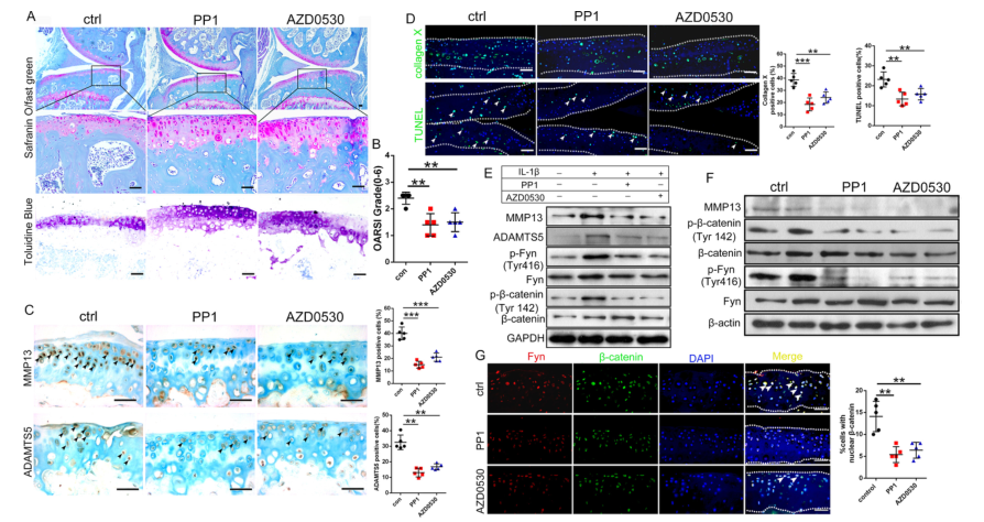 iTRAQ蛋白質(zhì)組學(xué)分析、itraq實(shí)驗(yàn)服務(wù)、iTRAQ技術(shù)