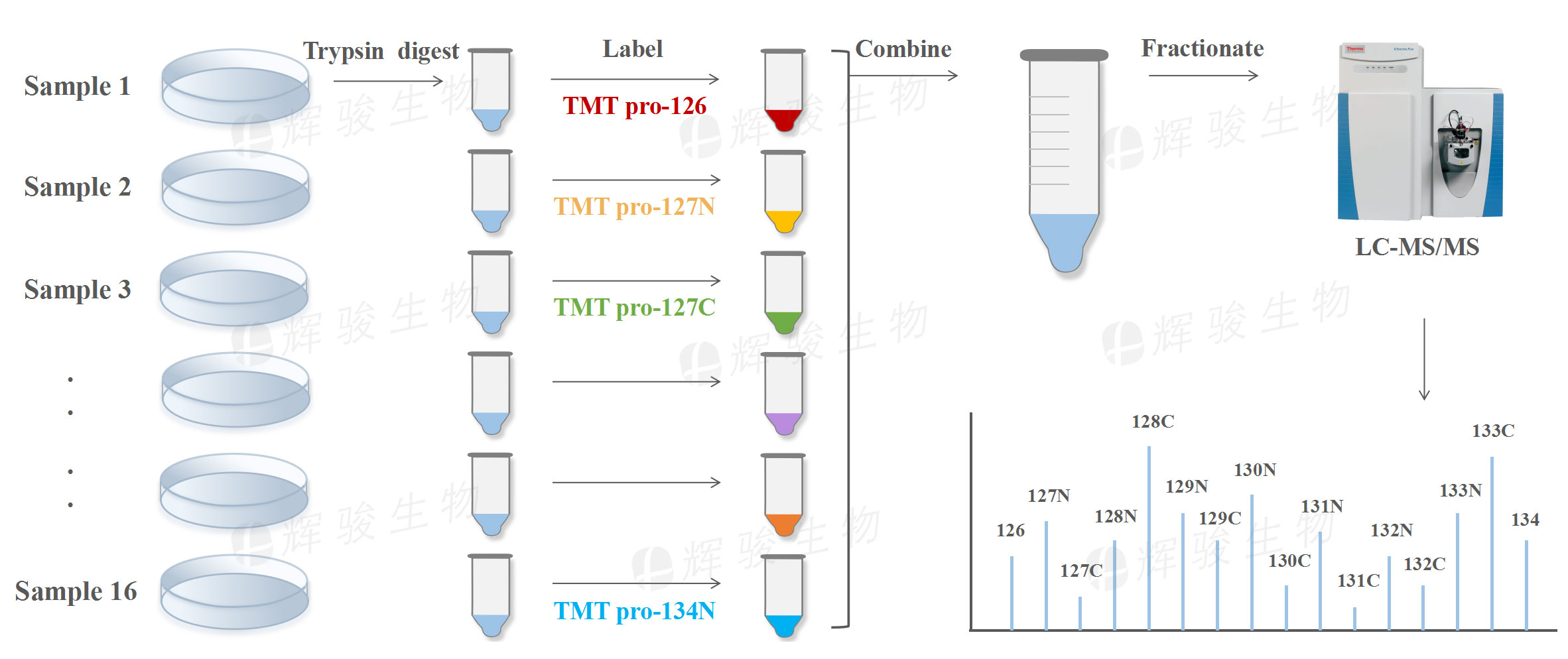 TMT標記定量蛋白質組學，TMT標記定量，TMT，TMT定量蛋白質組學