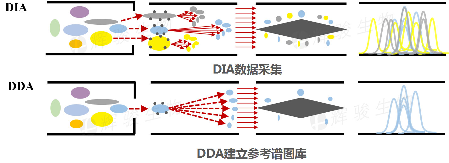 DIA技術服務，DIA全息掃描定量實驗檢測，DIA蛋白質組學.jpg
