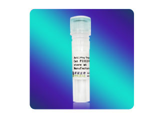 [FI01104] Anti-Flag小鼠單克隆抗體