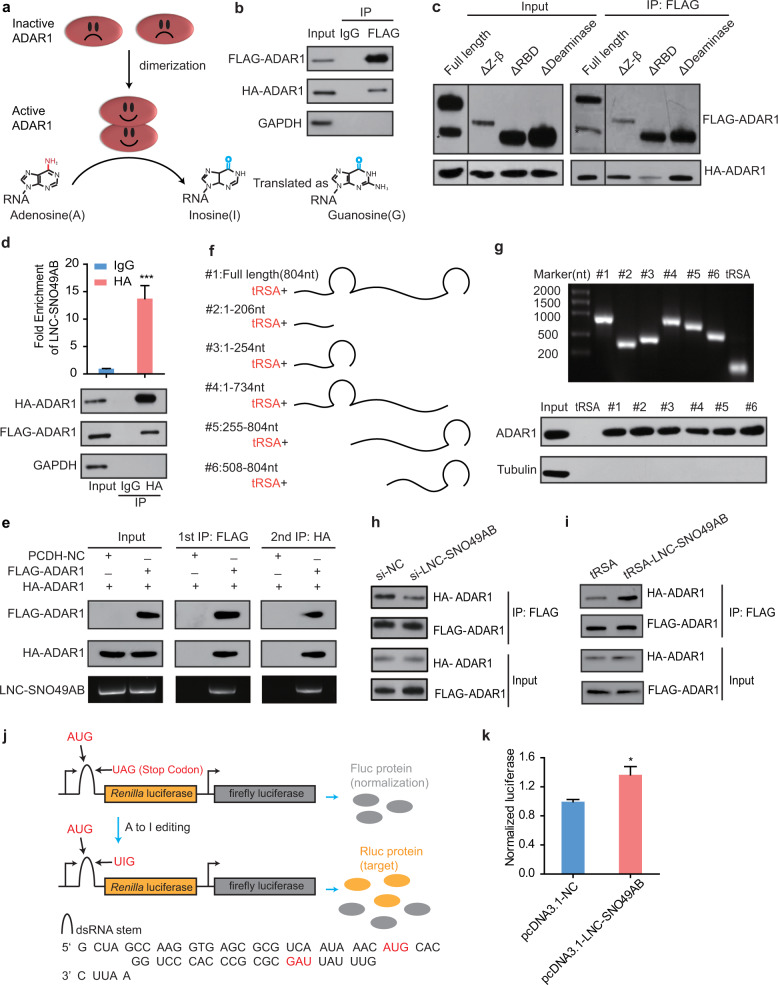 質(zhì)譜鑒定外包實(shí)驗(yàn)-輝駿生物專業(yè)檢測(cè)-lc-ms/ms服務(wù)到投稿