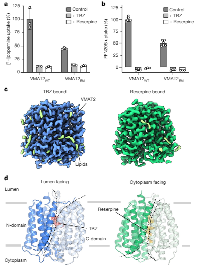 與治療藥物復(fù)合的VMAT 2的Cryo-EM結(jié)構(gòu) 與治療藥物復(fù)合的VMAT 2的Cryo-EM結(jié)構(gòu)