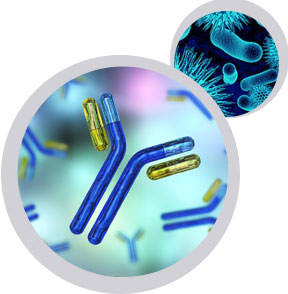 抗體測序 抗體從頭測序 抗體表達.jpg 抗體測序 抗體從頭測序 抗體表達.jpg