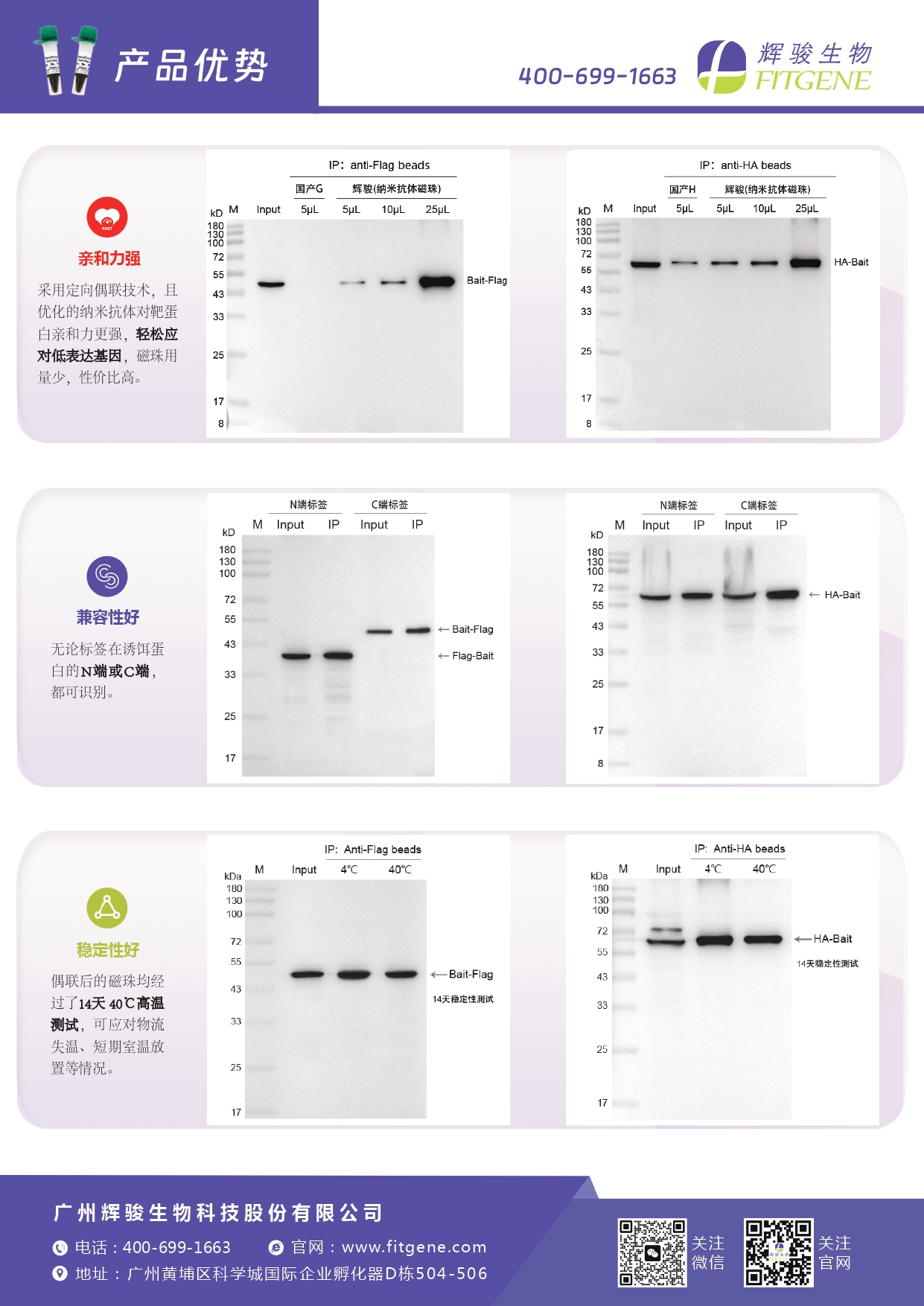 輝駿生物ChainFree?標簽納米抗體磁珠(Flag、HA、V5、GFP、mCherry)-無輕重鏈污染-親和力強
