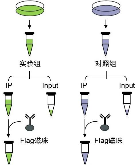 標(biāo)簽蛋白Co-IP實(shí)驗(yàn)分組流程圖-輝駿生物