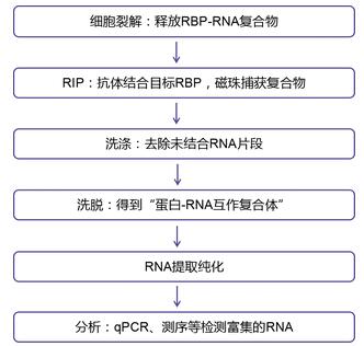 RIP實驗步驟圖.jpg