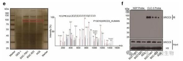 DNA pull-down MS篩選CLC-3 啟動(dòng)子結(jié)合的蛋白圖-輝駿生物.jpg