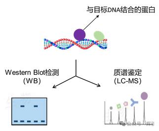 DNA pull-down實(shí)驗(yàn)蛋白檢測(cè)圖.jpg